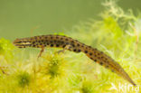 Smooth Newt (Lissotriton vulgaris)