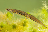 Kleine watersalamander (Lissotriton vulgaris)