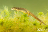 Kleine watersalamander (Lissotriton vulgaris)