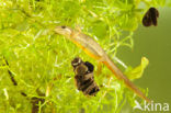 Kleine watersalamander (Lissotriton vulgaris)