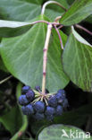 Common ivy (Hedera helix)