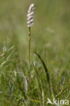 Knolletjes Duizendknoop (Polygonum viviparum)