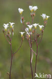 Knolsteenbreek (Saxifraga granulata) 