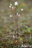 Knolsteenbreek (Saxifraga granulata) 