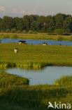 Cow (Bos domesticus)