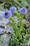 Kogelbloem (Globularia bisnagarica)