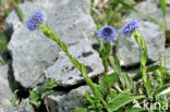 Kogelbloem (Globularia bisnagarica)