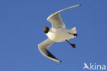 Black-headed Gull (Larus ridibundus)