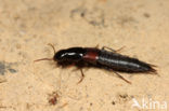 Kortschildkever (Quedius molochinus)