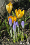 Krokus (Crocus spec.)