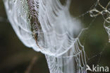 Kruisspin (Araneus diadematus)