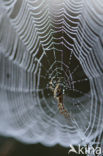 Kruisspin (Araneus diadematus)