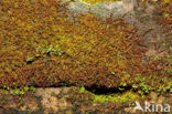 Wood-rust (Nowellia curvifolia)