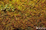 Wood-rust (Nowellia curvifolia)