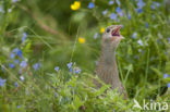 Corncrake (Crex crex) 