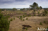 Landgoed Leuvenhorst