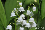 Lelietje-van-dalen (Convallaria majalis)