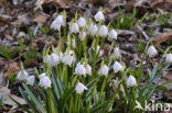 Lelietje-van-dalen (Convallaria majalis)