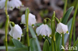 Lelietje-van-dalen (Convallaria majalis)