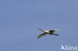 Lepelaar (Platalea leucorodia)