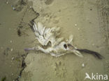 Lepelaar (Platalea leucorodia)