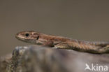 Viviparous Lizard (Zootoca vivipara)