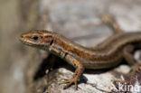 Viviparous Lizard (Zootoca vivipara)