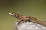 Viviparous Lizard (Zootoca vivipara)