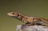 Viviparous Lizard (Zootoca vivipara)