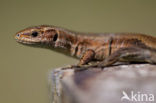 Viviparous Lizard (Zootoca vivipara)