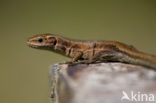 Viviparous Lizard (Zootoca vivipara)