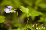 Sweet Violet (Viola odorata)