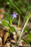 Sweet Violet (Viola odorata)