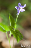 Sweet Violet (Viola odorata)