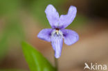 Sweet Violet (Viola odorata)