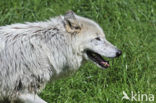 Mackenzie wolf (Canis lupus occidentalis)