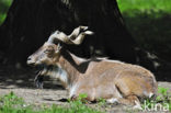 Markhor (Capra falconeri) 