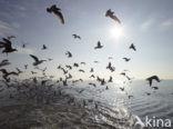 gull (Larus spec.)