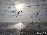 gull (Larus spec.)