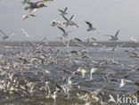 gull (Larus spec.)