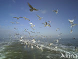 gull (Larus spec.)