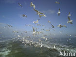 gull (Larus spec.)