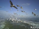 Meeuw (Larus spec.)