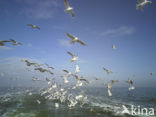 gull (Larus spec.)