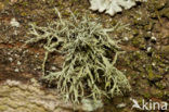 Melig takmos (Ramalina farinacea)