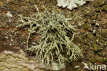 mealy ramalina (Ramalina farinacea)