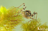 Brilliant Emerald (Somatochlora metallica)