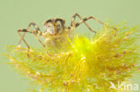 Brilliant Emerald (Somatochlora metallica)