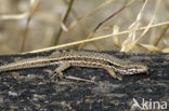 Muurhagedis (Podarcis muralis) 