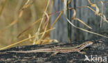 Wall Lizard (Podarcis muralis)